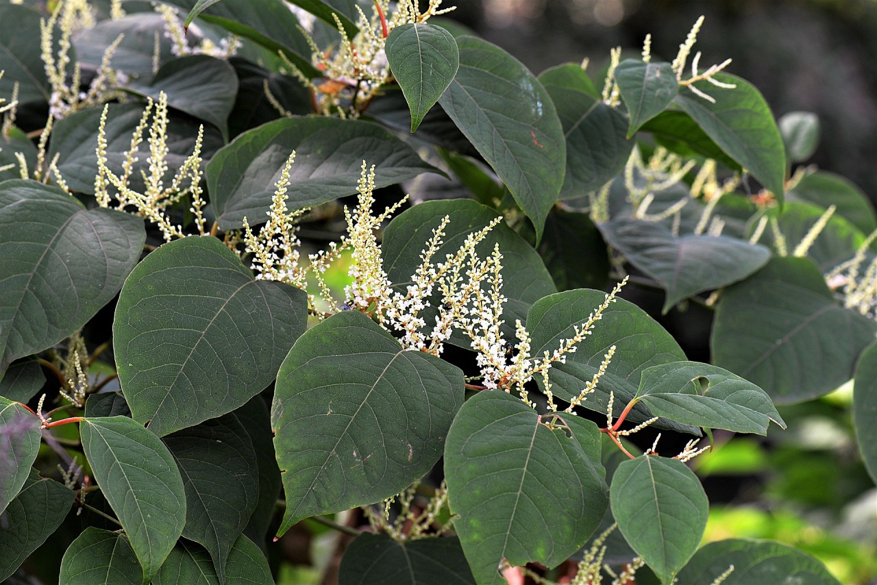 Can I get a mortgage if the property has Japanese Knotweed?